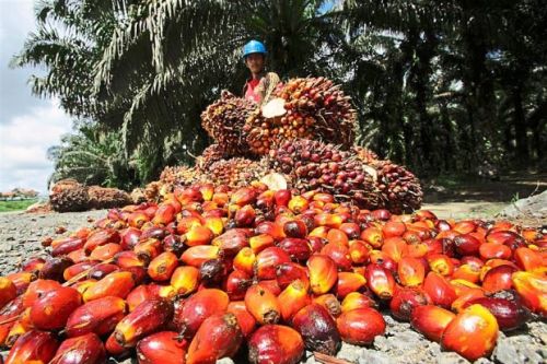Crude palm oil