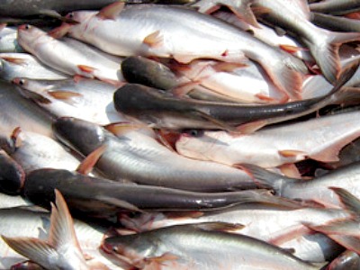 Frozen Pangasius Fish