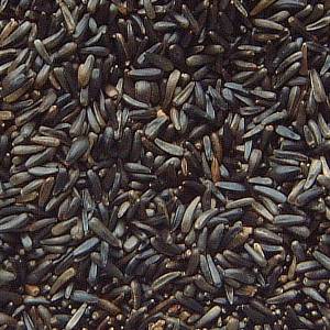 Organic Niger Seeds, For Agriculture, Cooking, Style : Dried