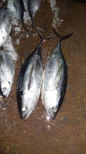 San Farm Frozen Bigeye Tuna Fish, For Home, Hotel, Restaurant Etc.