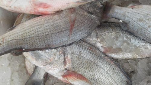 Fresh White Snapper Fish