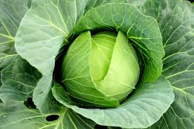 Organic Fresh Cabbage, For Cooking, Feature : Good For Health, High In Vitamin D, Nutritious