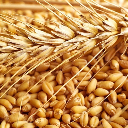 Wheat seeds, Shelf Life : 1 Year
