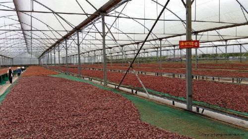 Coffee beans, Certification : ISO, Packaging Type : 25kg