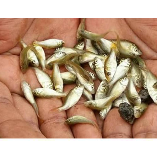 Katla Fish Seeds