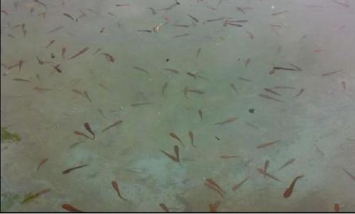 Murrel Fish Seeds