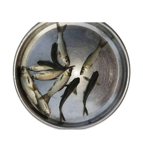 Rohu Fish Seeds