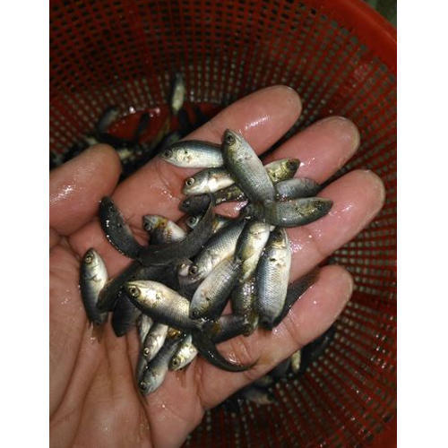 Vietnam Koi Fish Seeds