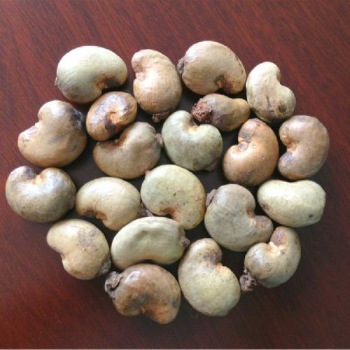 Raw Cashew Nuts, Processing Type : Raw