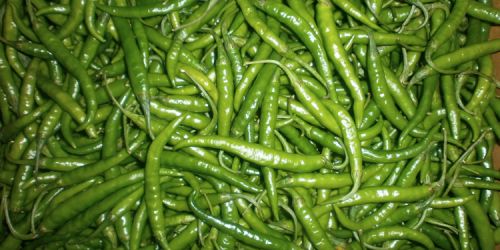 Fresh green chilli, Variety : G4