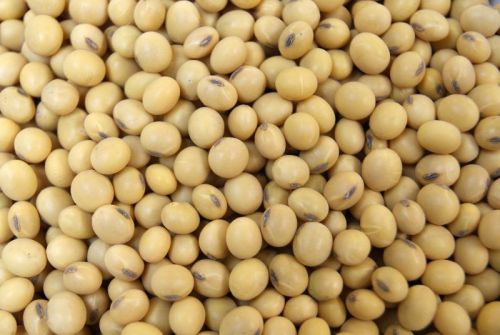 Organic Soybean Seeds, For Human Consumption, Packaging Type : Plastic Bags, Sack Bags