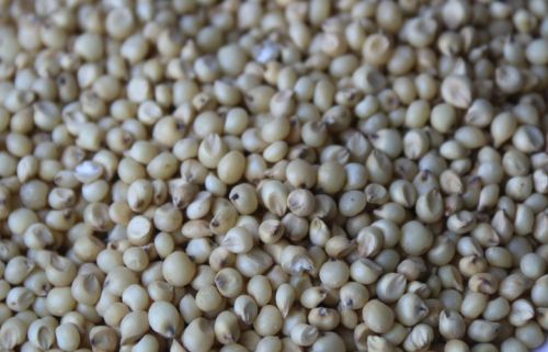 Gunwanti Sorghum Seeds, Color : Brown