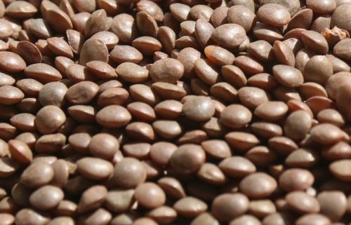 Gunwanti Whole Masoor Dal, Packaging Type : Vacuum Pack, PP Bag