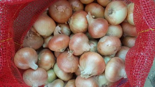 Fresh onion, Brand Name : Alragab