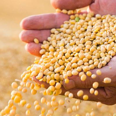 Dried Soybeans / Soybean Seeds For Human and Animal Feed