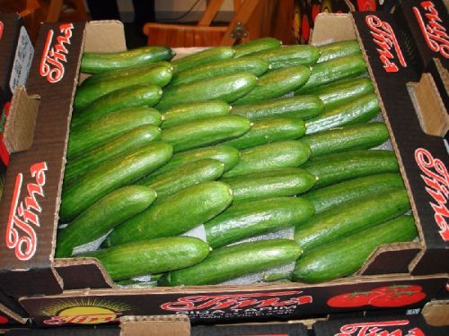 Fresh Green Cucumber