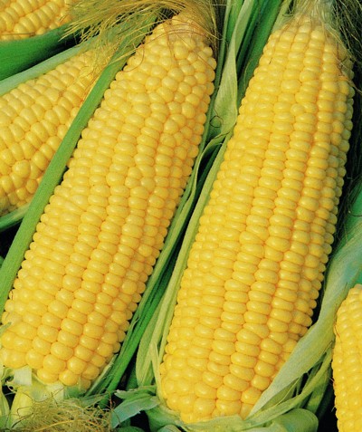 Fresh Sweet Corn/ Fresh Corn