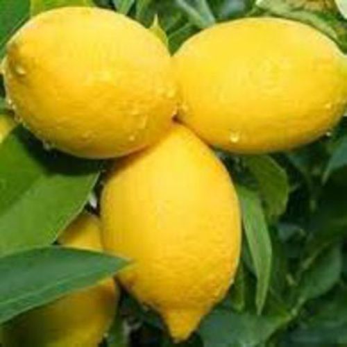 Adesh Export Lemon Fruit, Color : Yellow