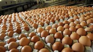 Carton polythene bags brown eggs, Brand Name : shitz