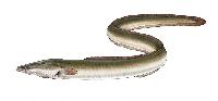 Eel Fish 12-36 Inches, Freezing Process : Cold Storage