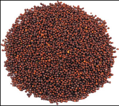 Mustard Seeds