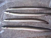 Frozen Eel Fish, Color : Greyish-silver