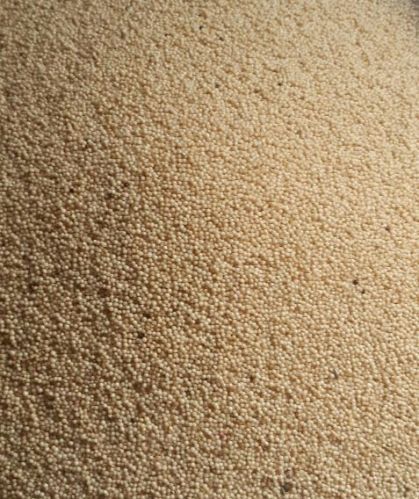 Amaranth Grain