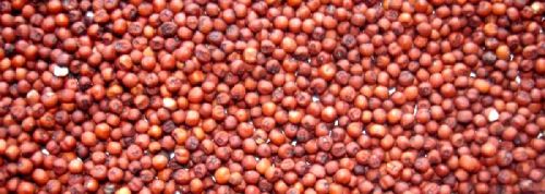 Ragi Seeds