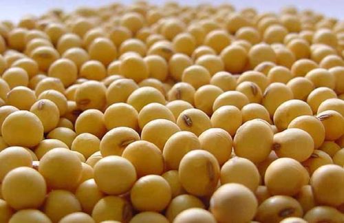 Soybean Seeds