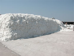 Raw Cotton Bale