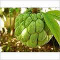 Frozen Custard Apple Pulp