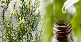 Tea Tree Oil