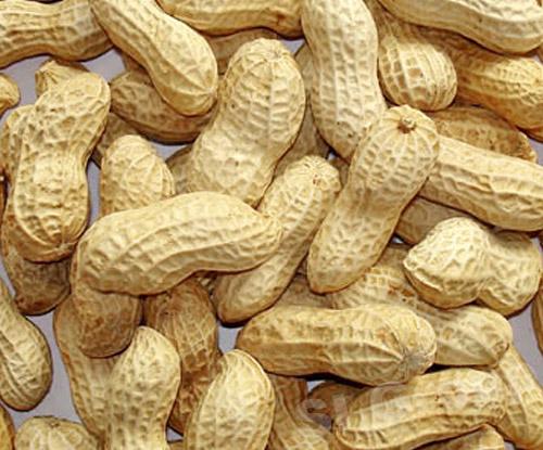 Shelled Groundnuts, For Home, Restaurant, Feature : Fine Taste, Good For Health, Long Shelf Life