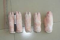 Frozen Pork Hind Feet, Packaging Type : 10KG / 20KG CTN