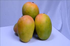 Sanap Agro-animals Mango