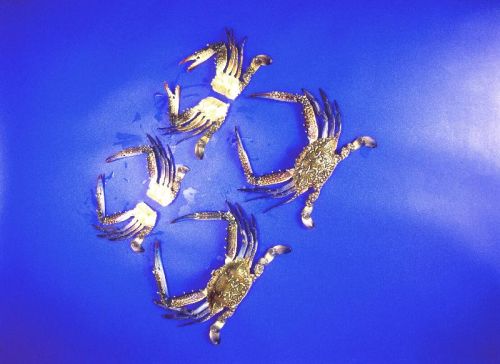 Frozen Crab, Packaging Type : Bulk, 1 Kg Or 500 Gm Boxes