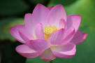 Pink Lotus Oil