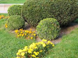 Shrub Plants