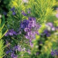 Rosemary Extract 100ml, 250ml, 500ml