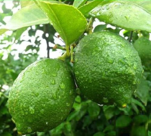 Lemon, Cultivation Type : Organic