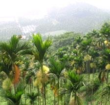 Areca Leaf Plates