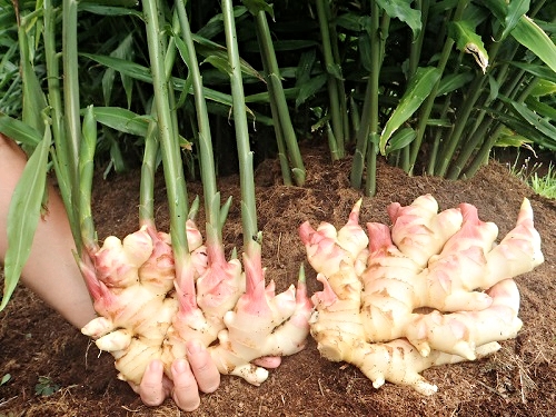 Ginger Seeds