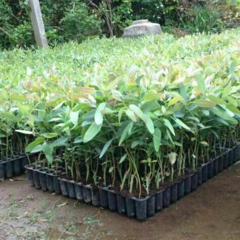 Nilgiri Plant