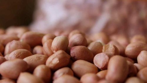 Groundnut kernel