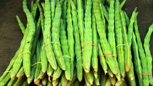 Organic Fresh Drumsticks, For Cooking, Feature : Eco-Friendly, Floury Texture