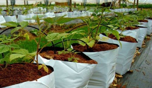 100% Coco Peat * Coir Grow Bags