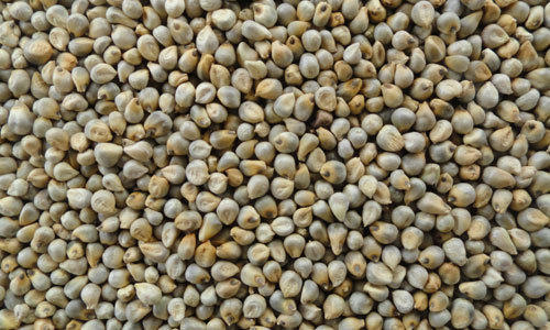 Common Bajra Seeds