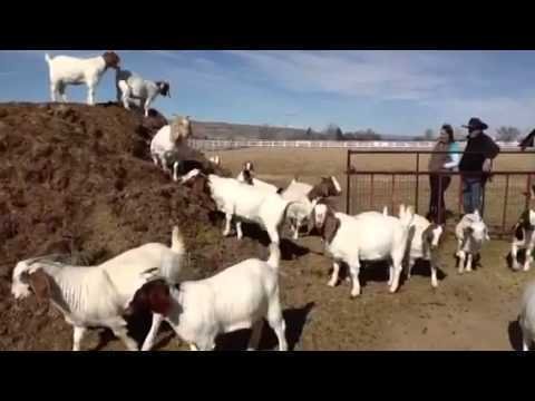 Boer Goats For Sale
