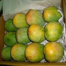 Fresh alphonso mangoes