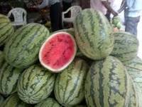 Fresh watermelon, Packaging Type : Corrugated Box